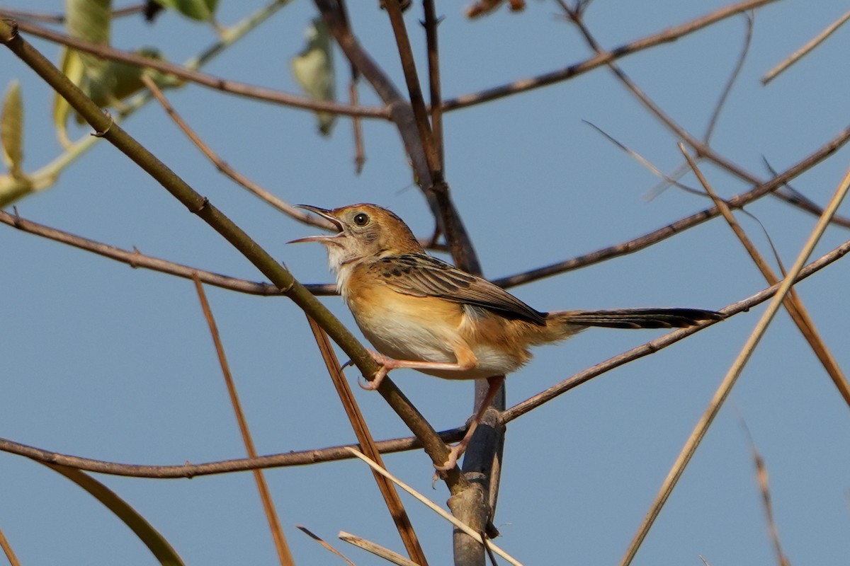 Cisticole à couronne dorée - ML620225856