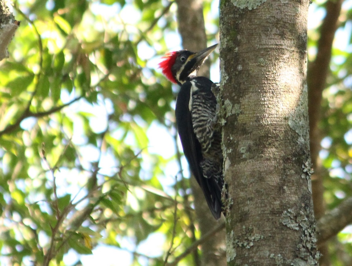 Lineated Woodpecker - ML620225859