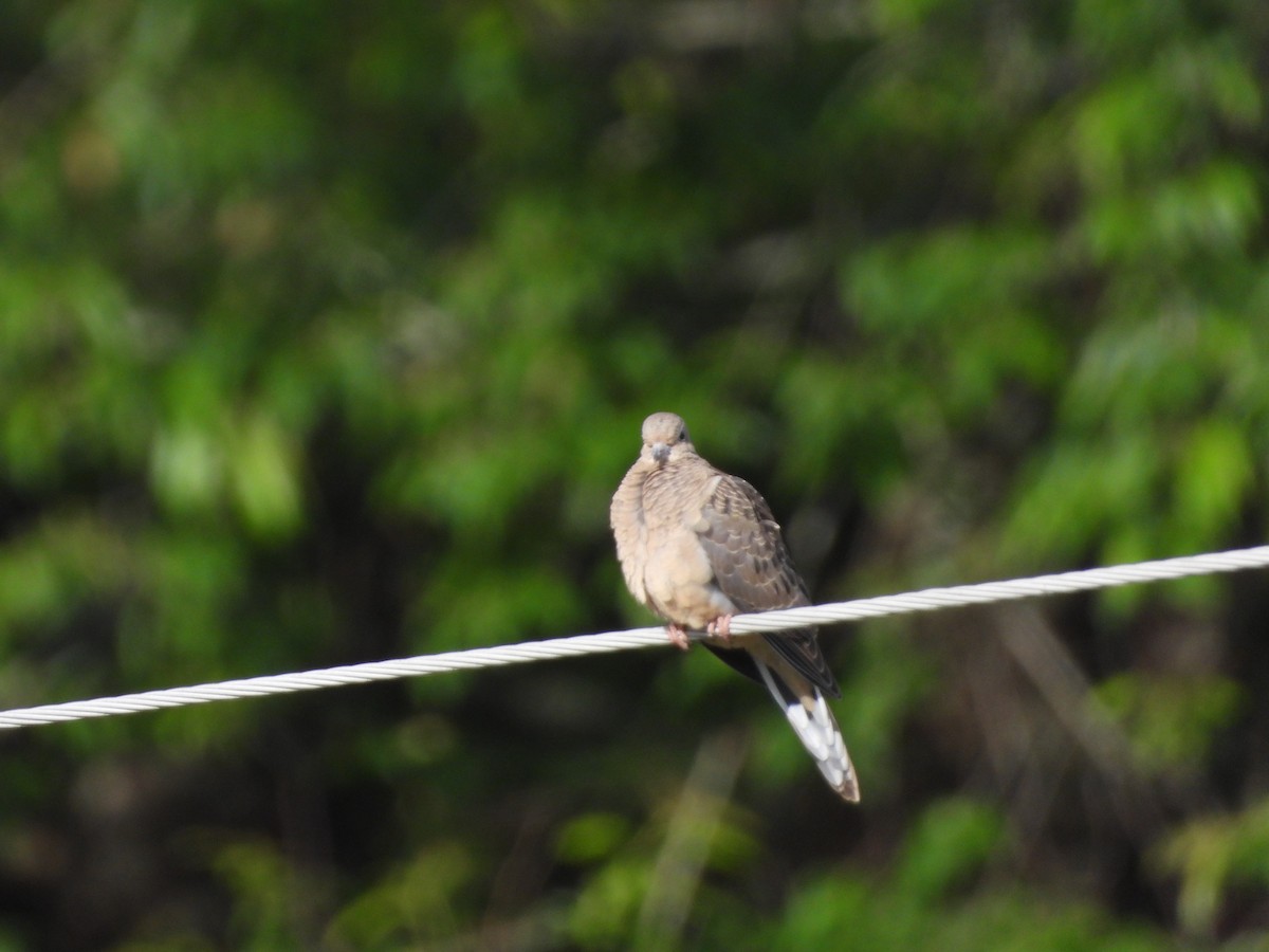 Mourning Dove - ML620225860