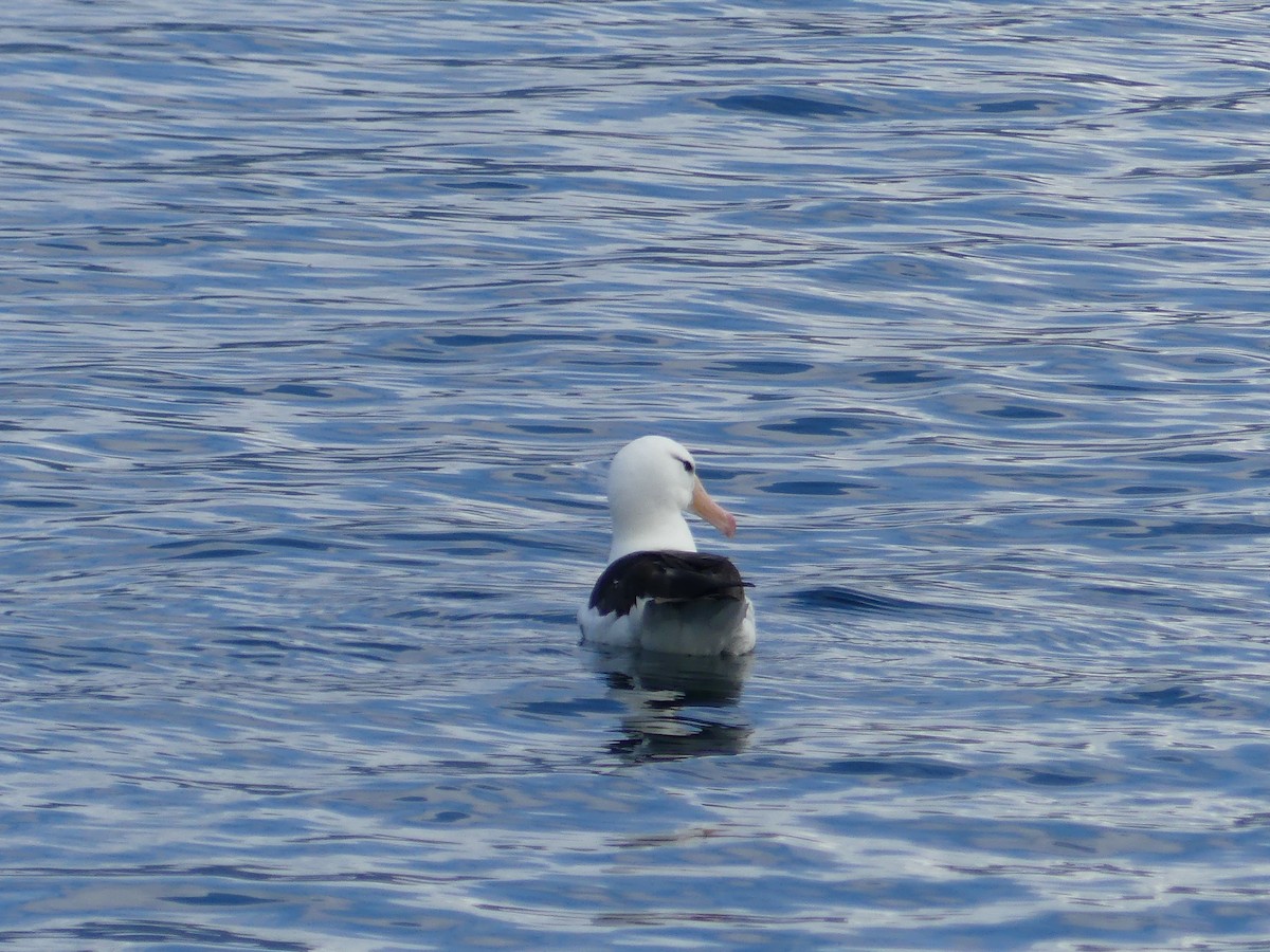 albatros černobrvý - ML620225864
