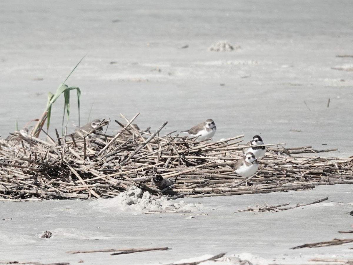 Semipalmated Plover - Charlie Spencer