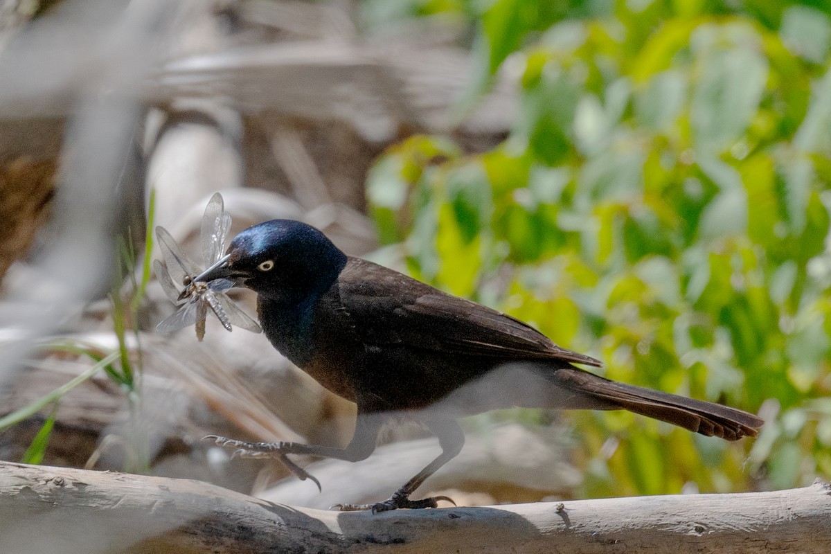 Common Grackle - ML620225886