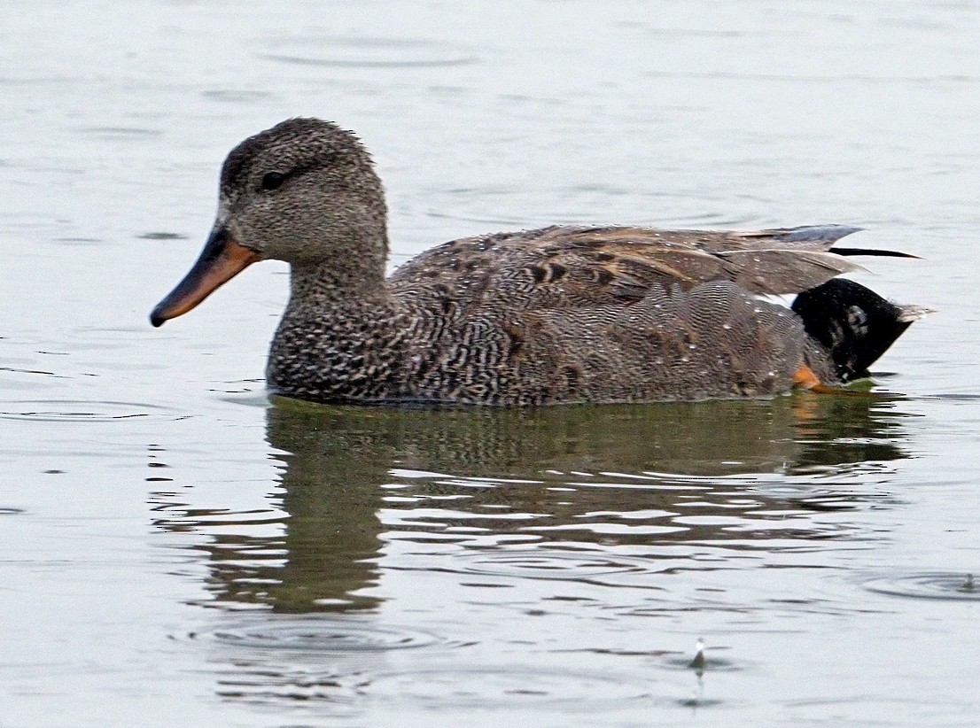 Gadwall - ML620225890