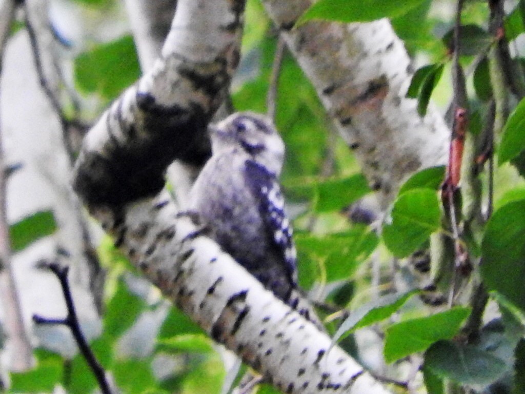 Lesser Spotted Woodpecker - ML620225891