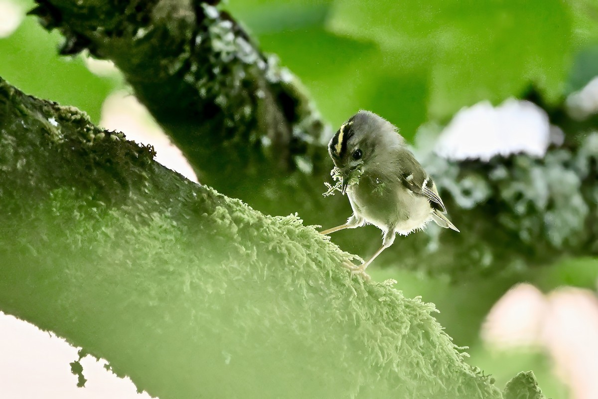 Goldcrest - Gerald Friesen