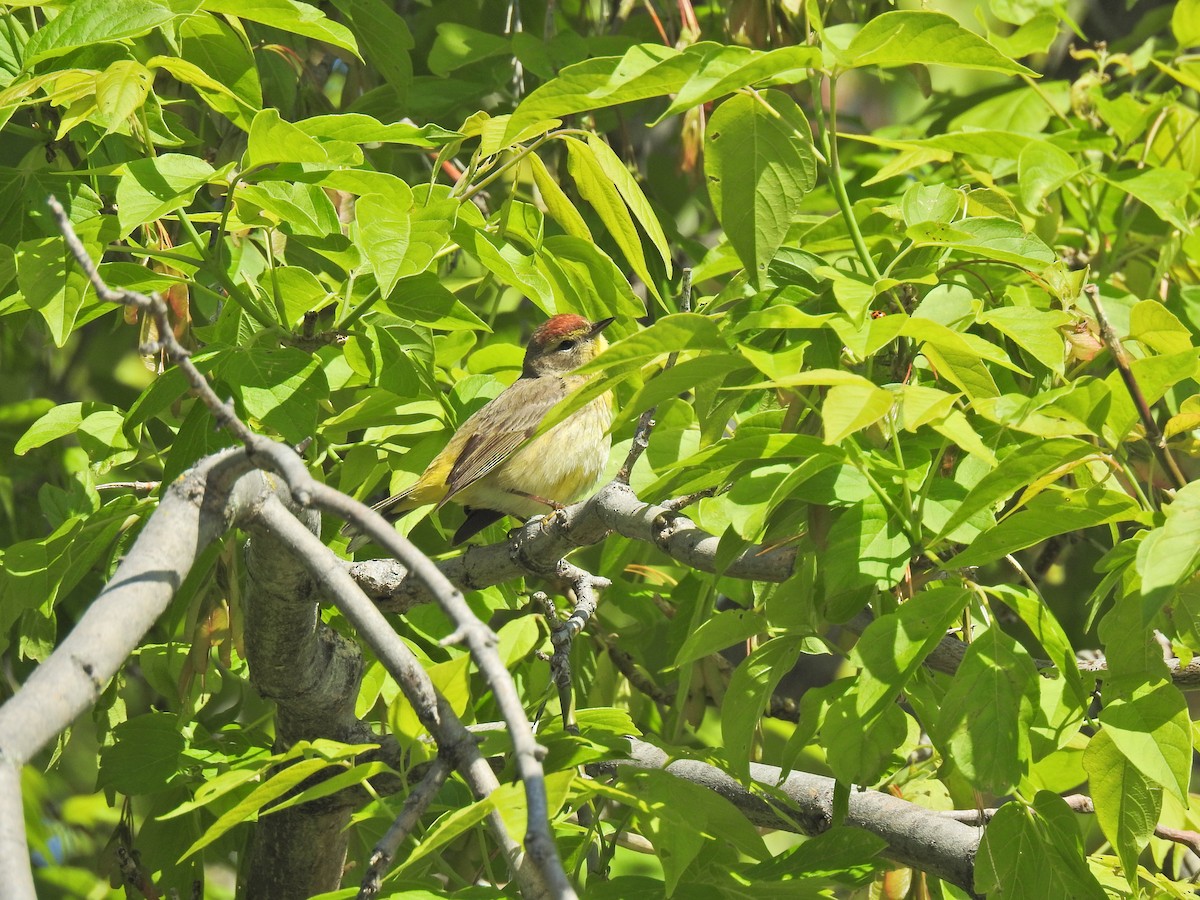 Palm Warbler - ML620225901