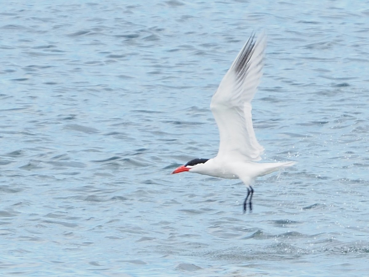 Caspian Tern - ML620225903