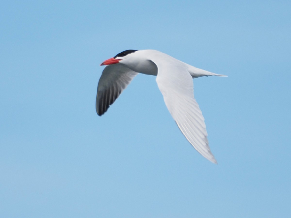 Caspian Tern - ML620225904