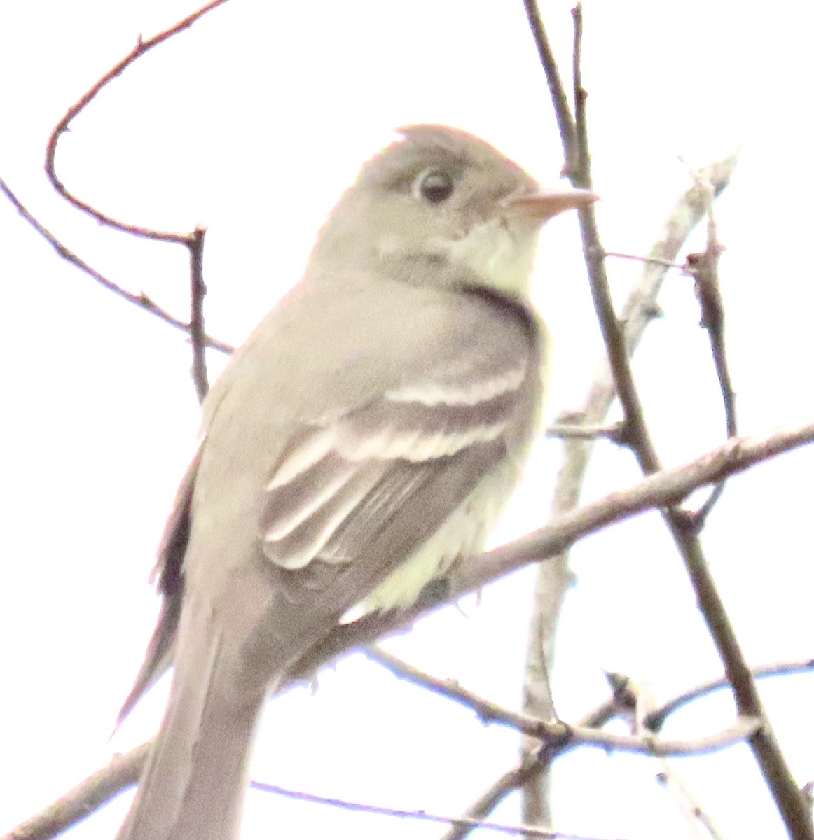 Eastern Wood-Pewee - ML620225907