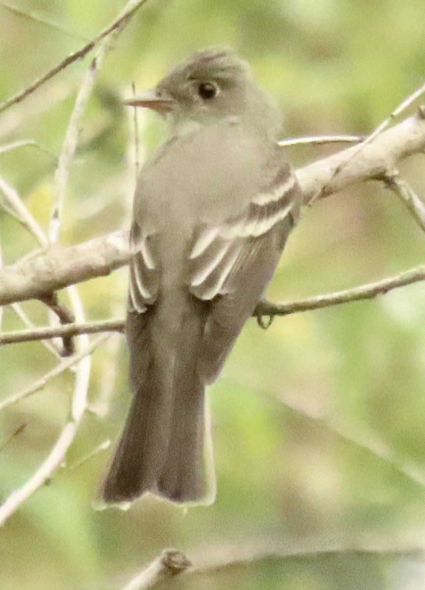 Eastern Wood-Pewee - ML620225908