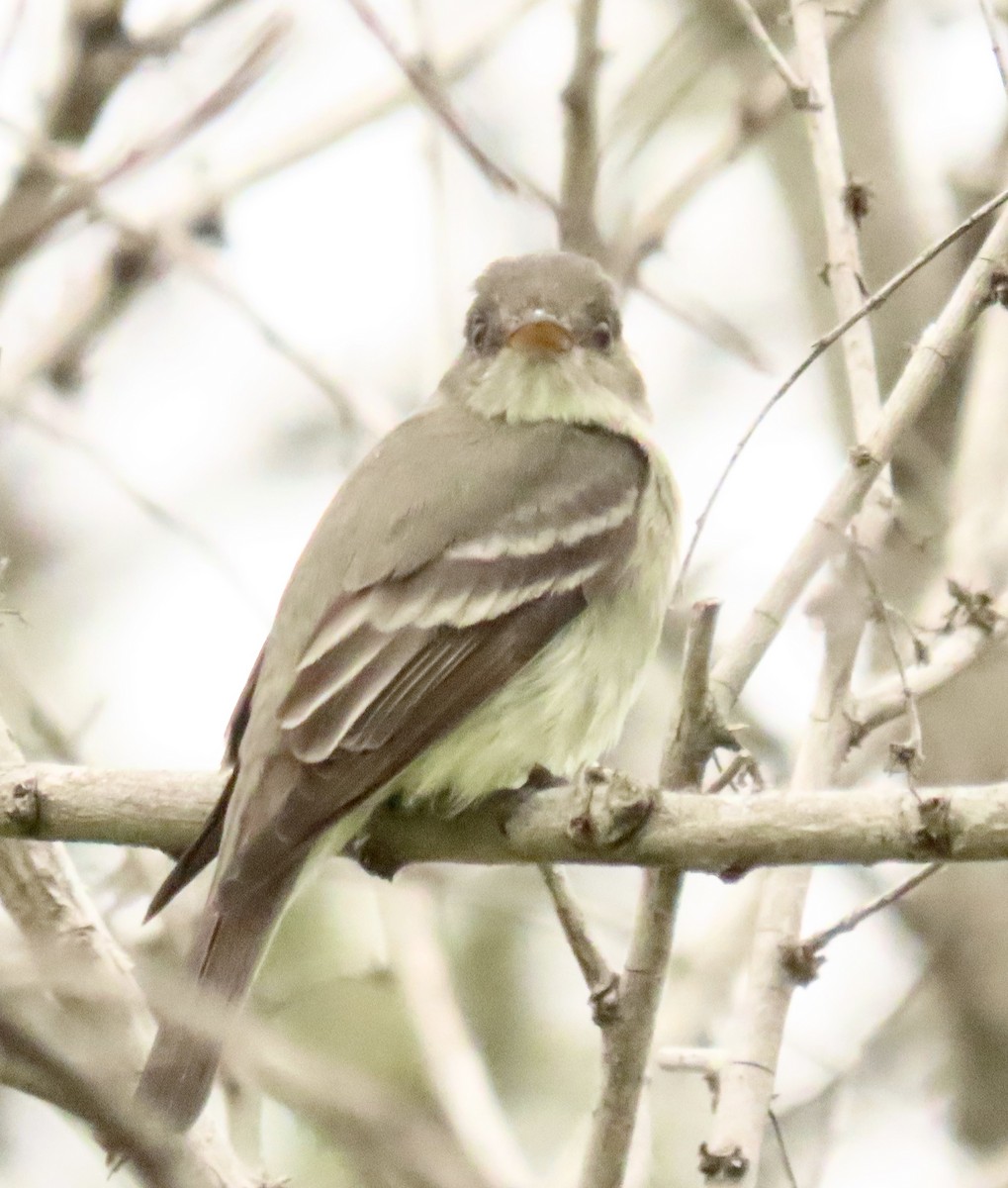 Eastern Wood-Pewee - ML620225909