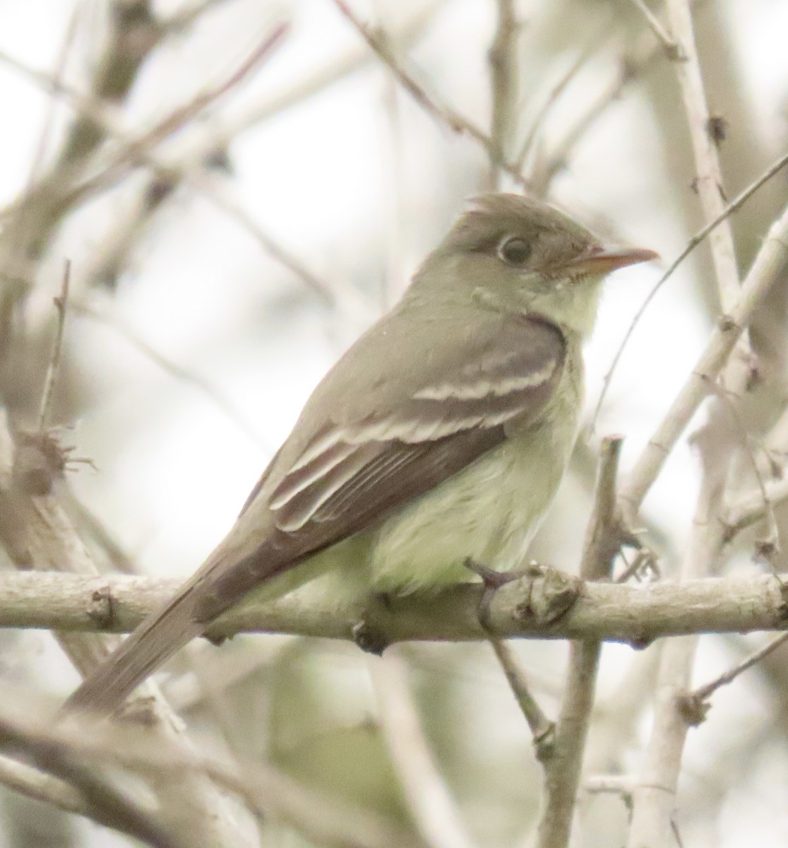 Eastern Wood-Pewee - ML620225910