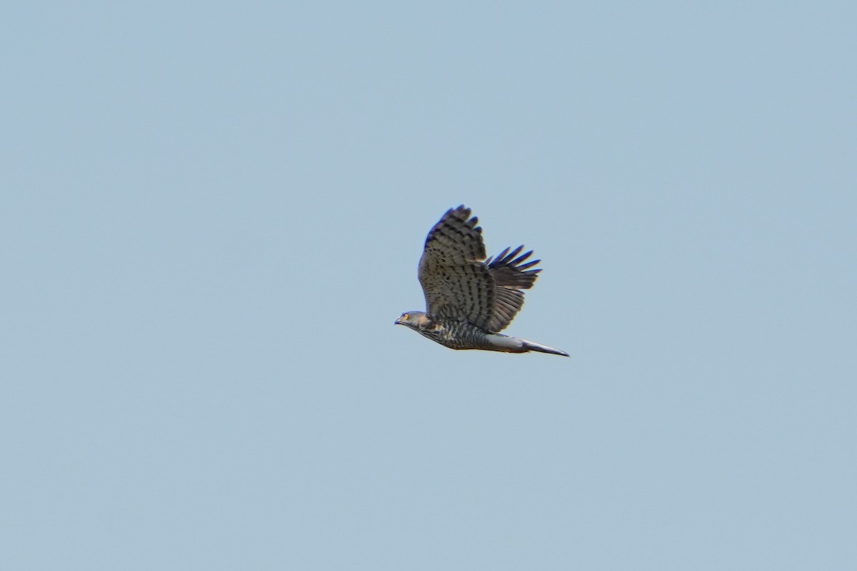 Crested Goshawk - ML620225912