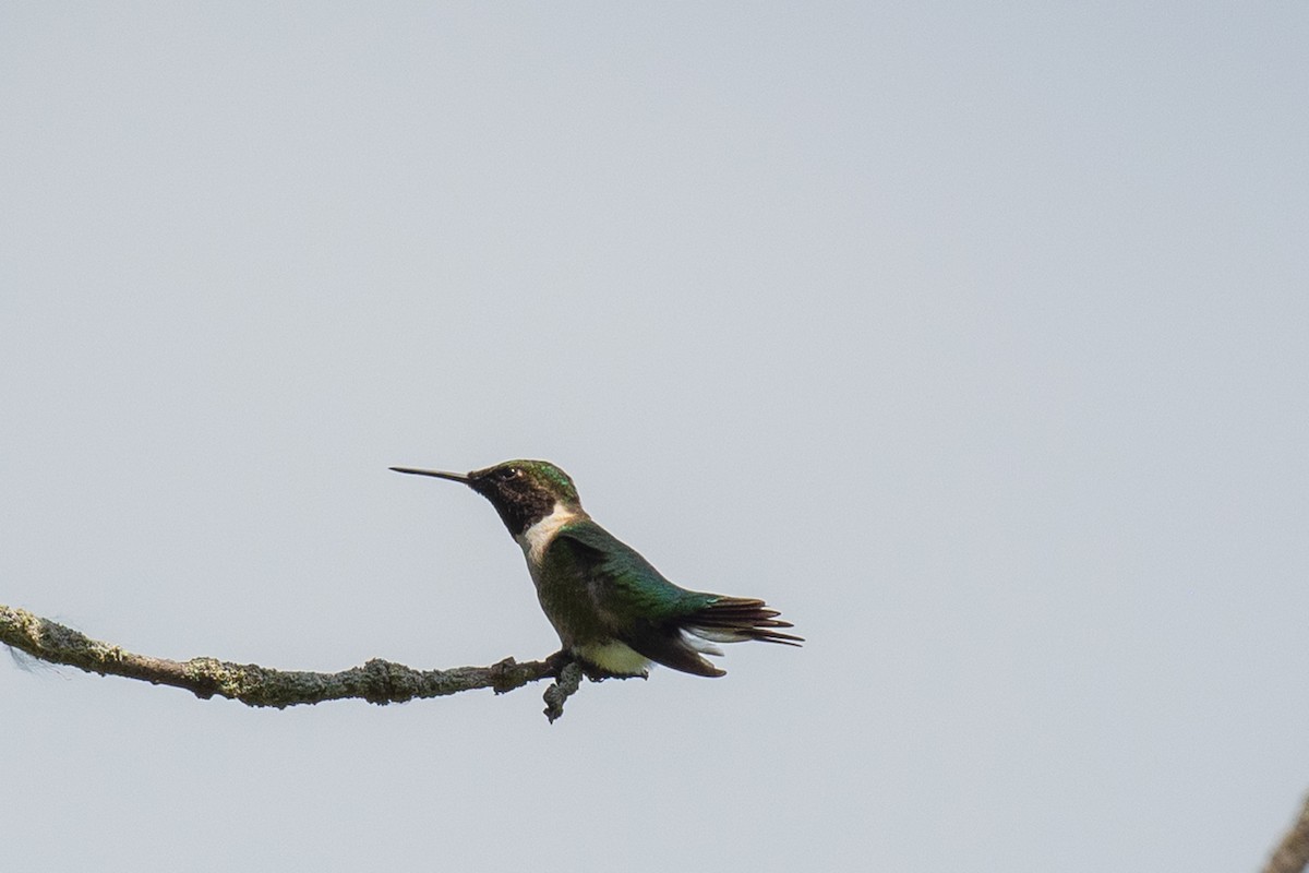 Colibri à gorge rubis - ML620225913