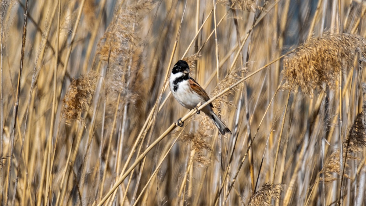 Reed Bunting - ML620225918