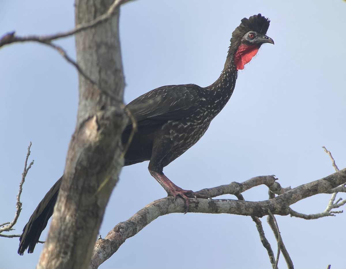 Crested Guan - ML620225922