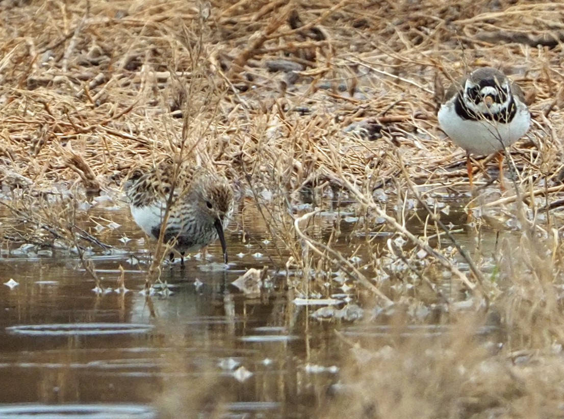 Dunlin - ML620225924