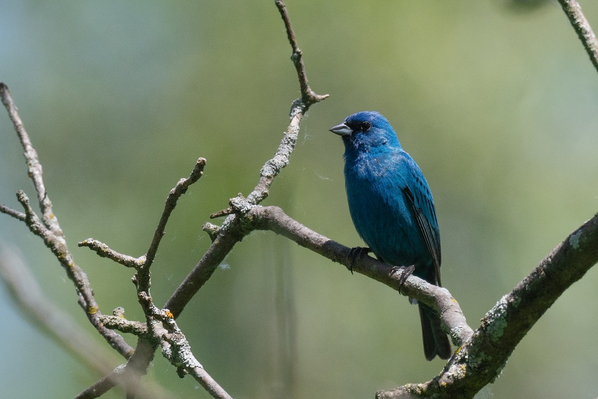 Indigo Bunting - ML620225926