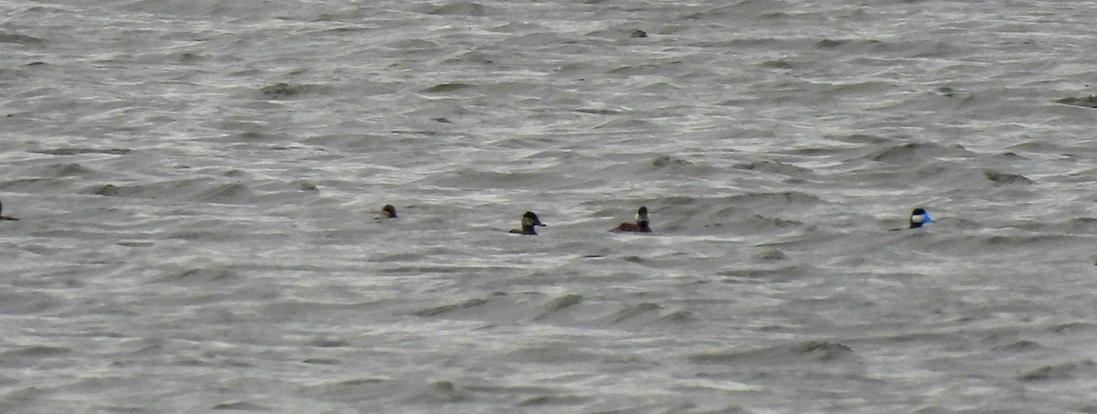 Ruddy Duck - ML620225928