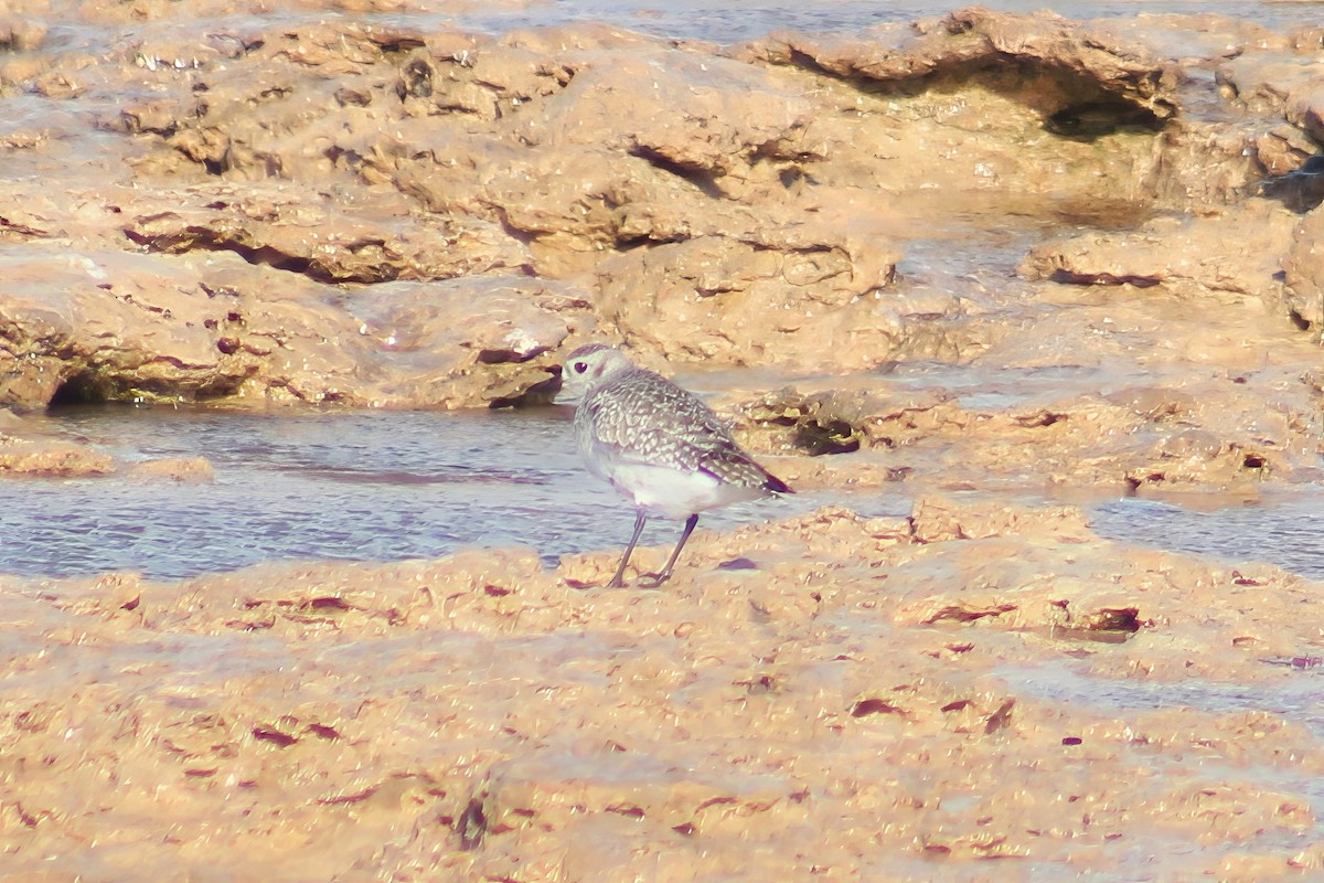 Black-bellied Plover - ML620225938