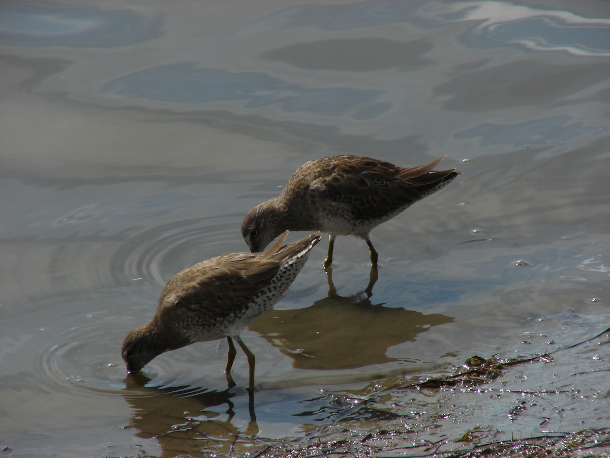 Long-billed Dowitcher - ML620225940