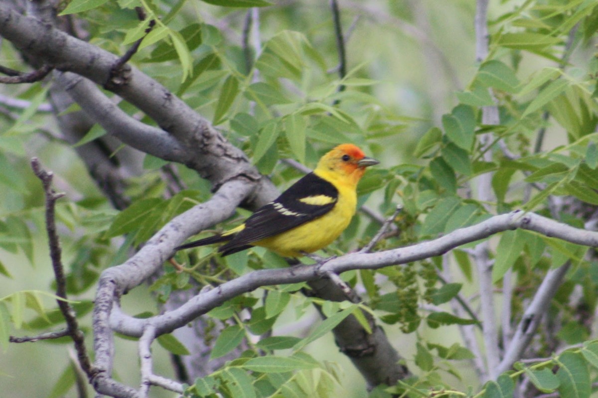 Western Tanager - ML620225953