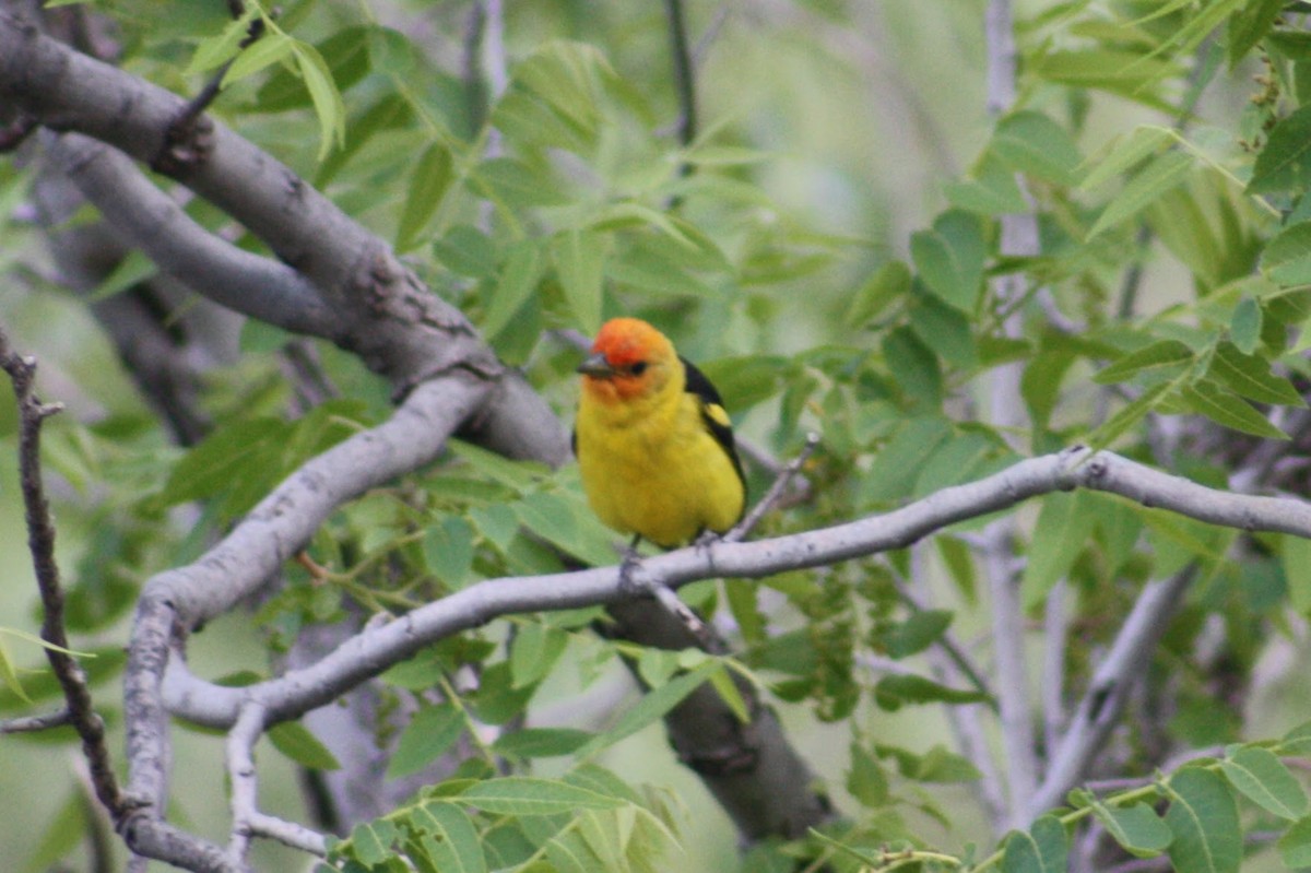 Western Tanager - ML620225955