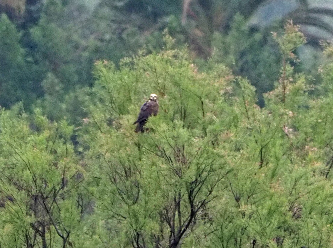 Western Marsh Harrier - ML620225959