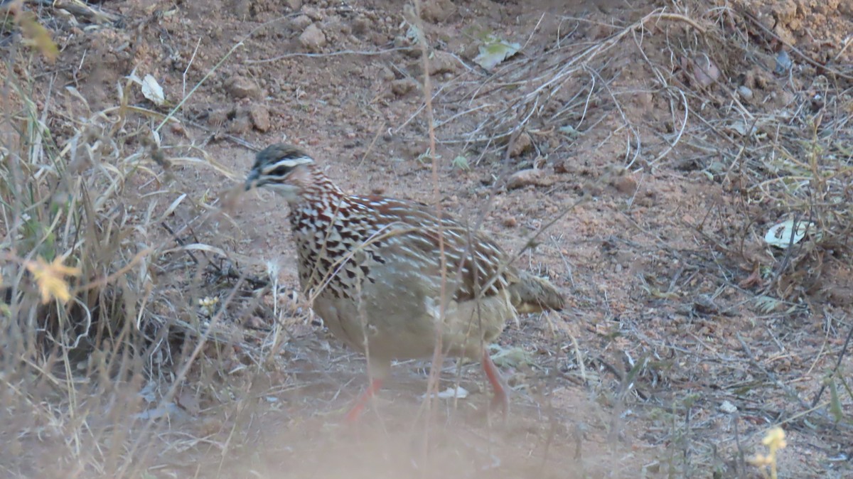 Crested Francolin (Crested) - ML620225969