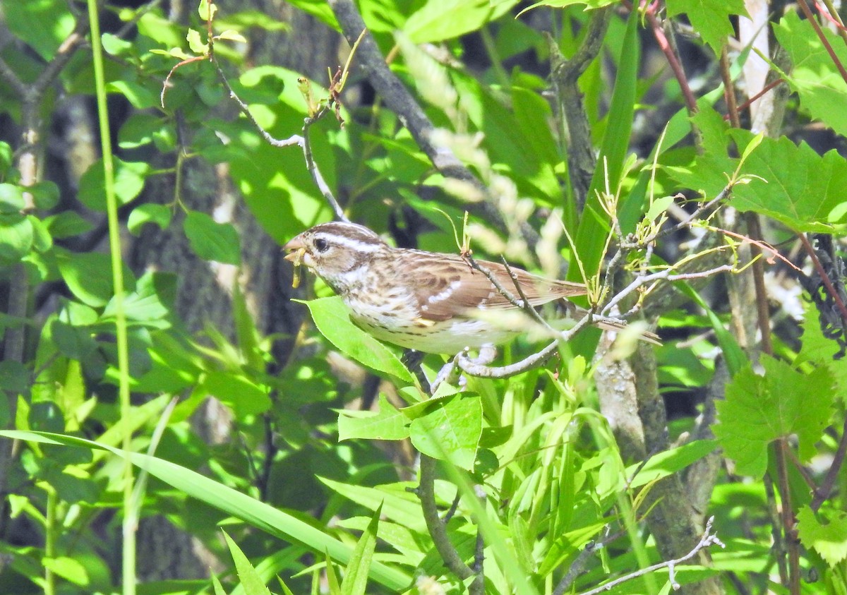 Rose-breasted Grosbeak - ML620225972