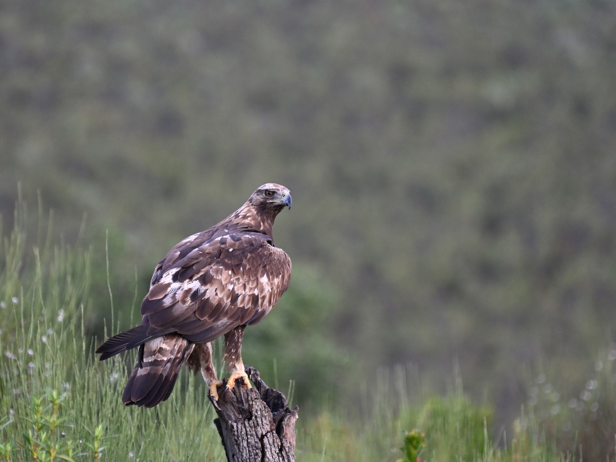 Golden Eagle - ML620225975