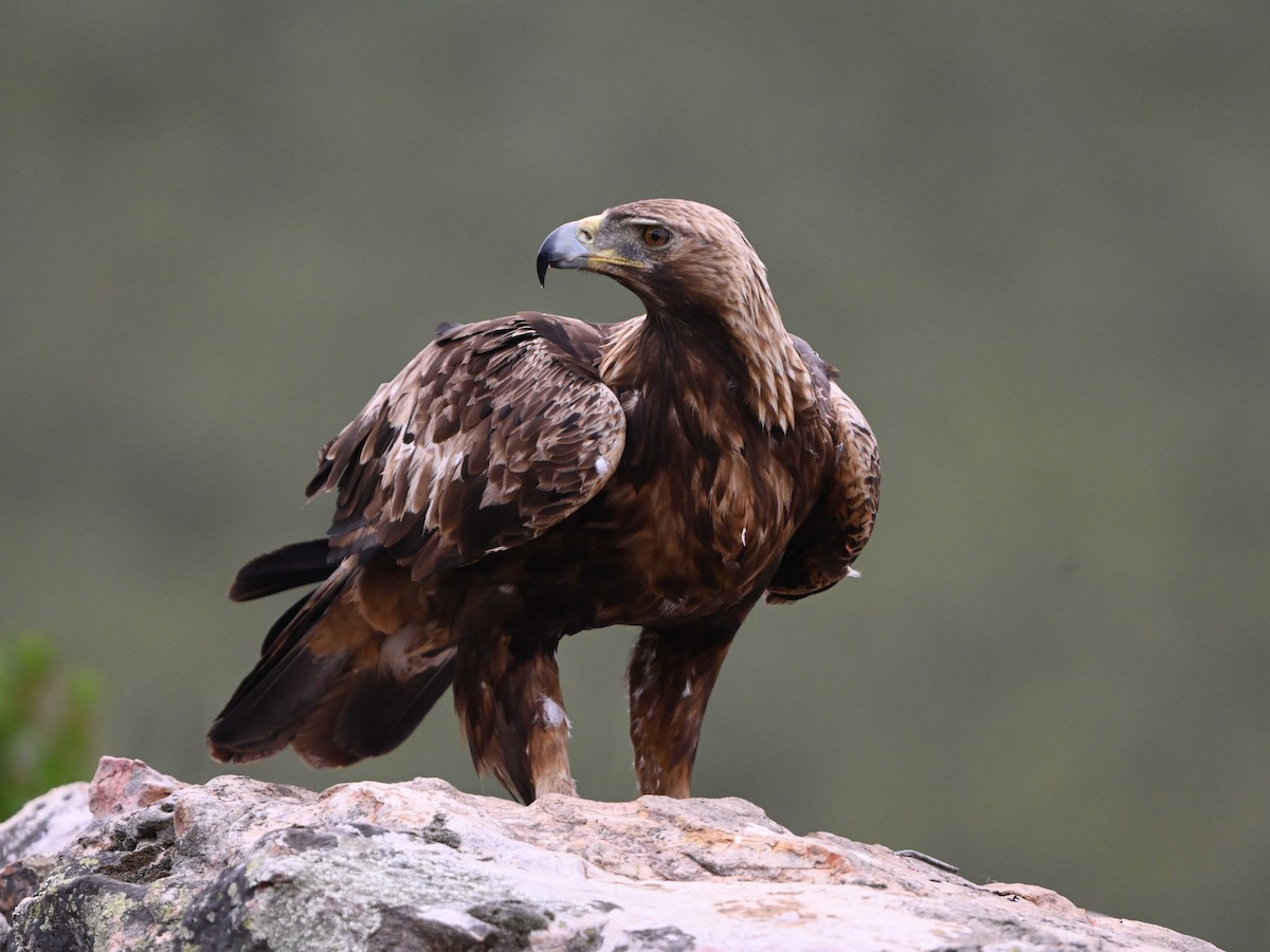 Águila Real - ML620225985