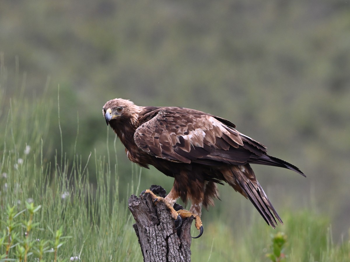 Águila Real - ML620225992