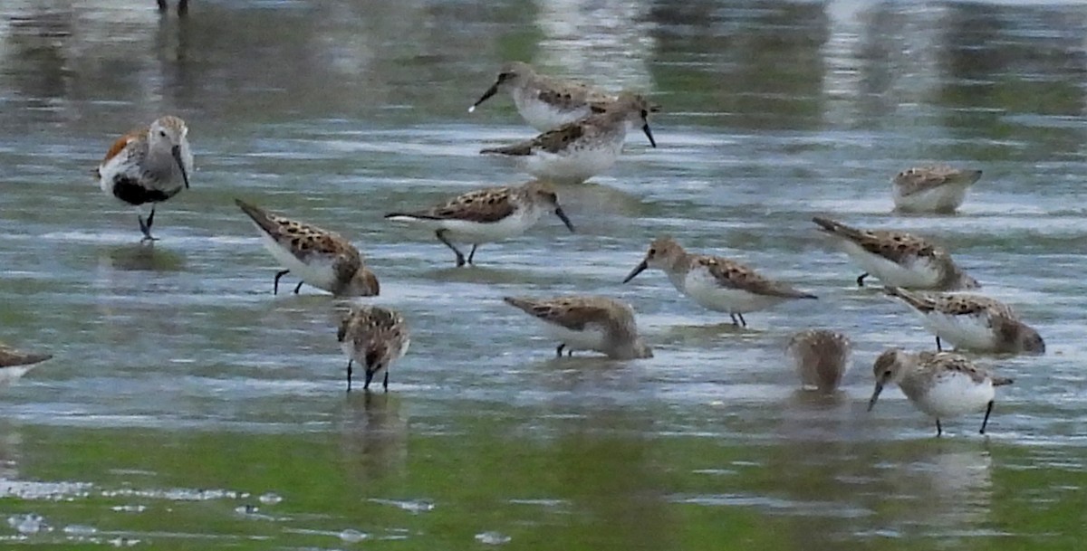 Dunlin - ML620225996