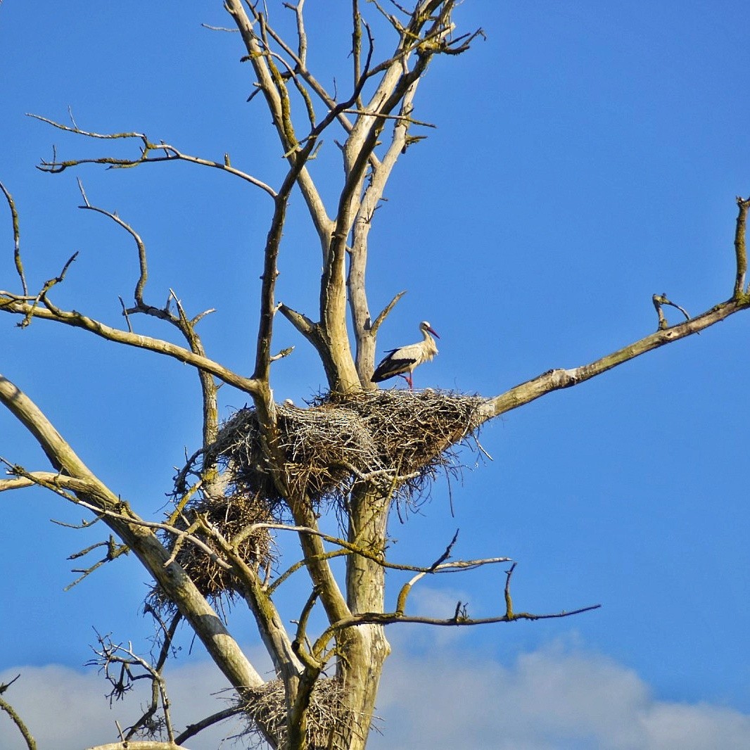 White Stork - ML620225998