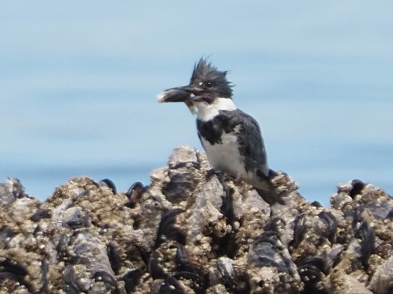 Belted Kingfisher - ML620226001
