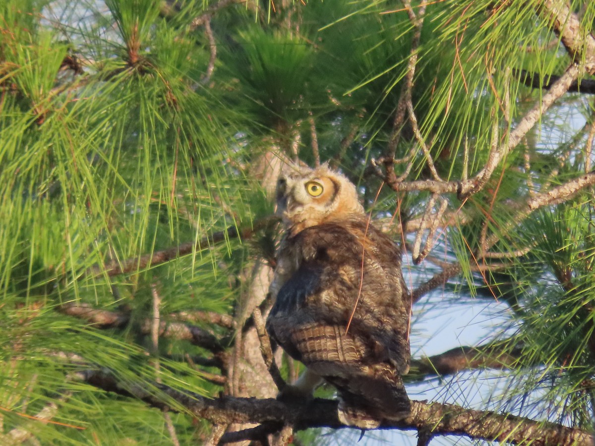 Great Horned Owl - ML620226002