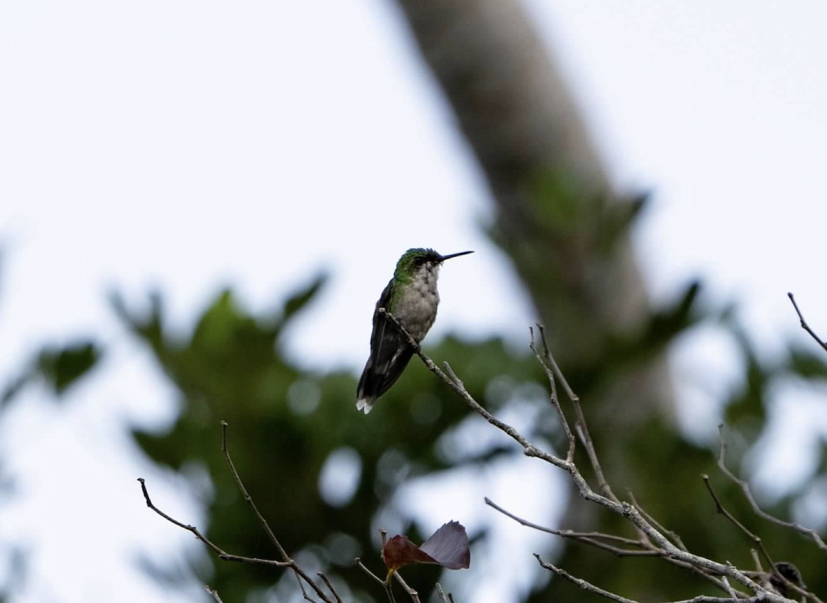 kolibřík portorický - ML620226003
