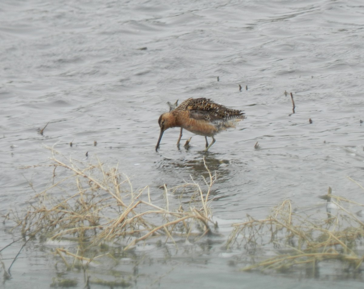 Long-billed Dowitcher - ML620226006