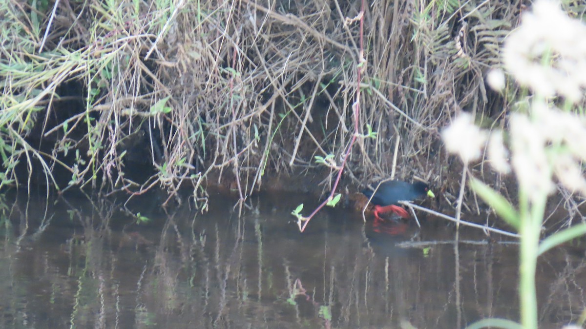 Polluela Negra Africana - ML620226008