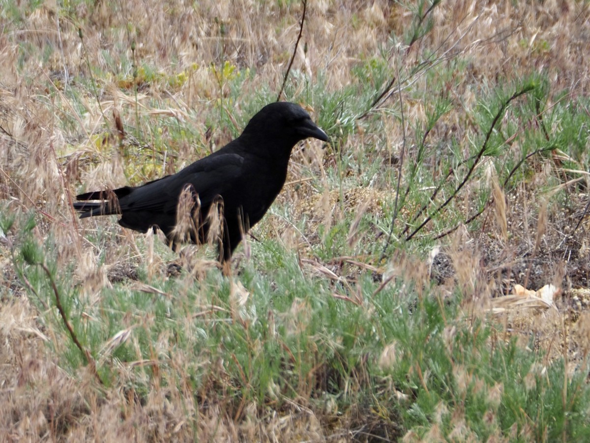 American Crow - ML620226018