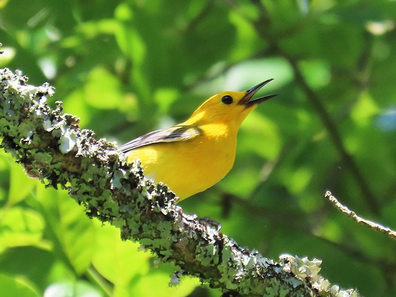 Prothonotary Warbler - ML620226026