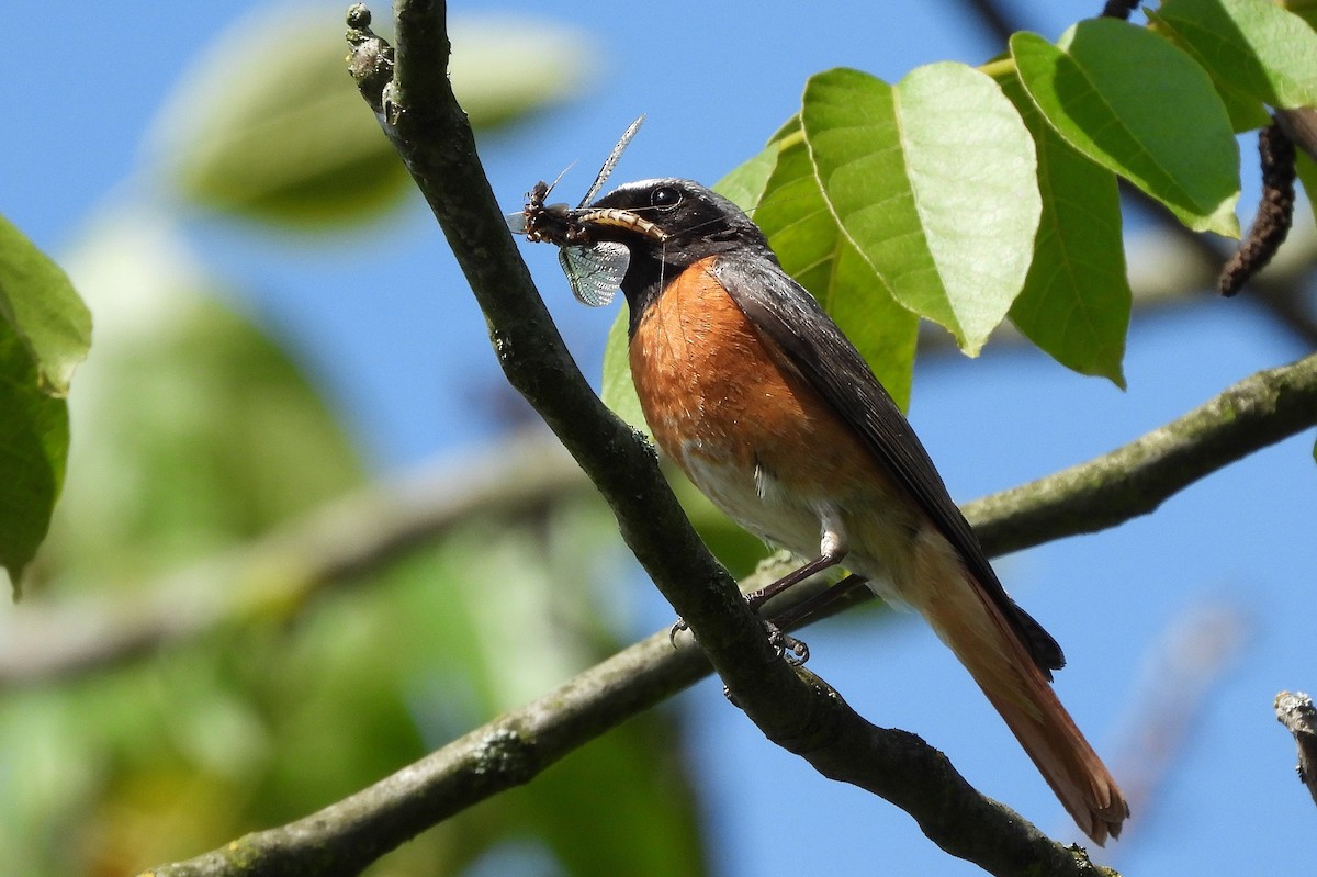 Common Redstart - ML620226033