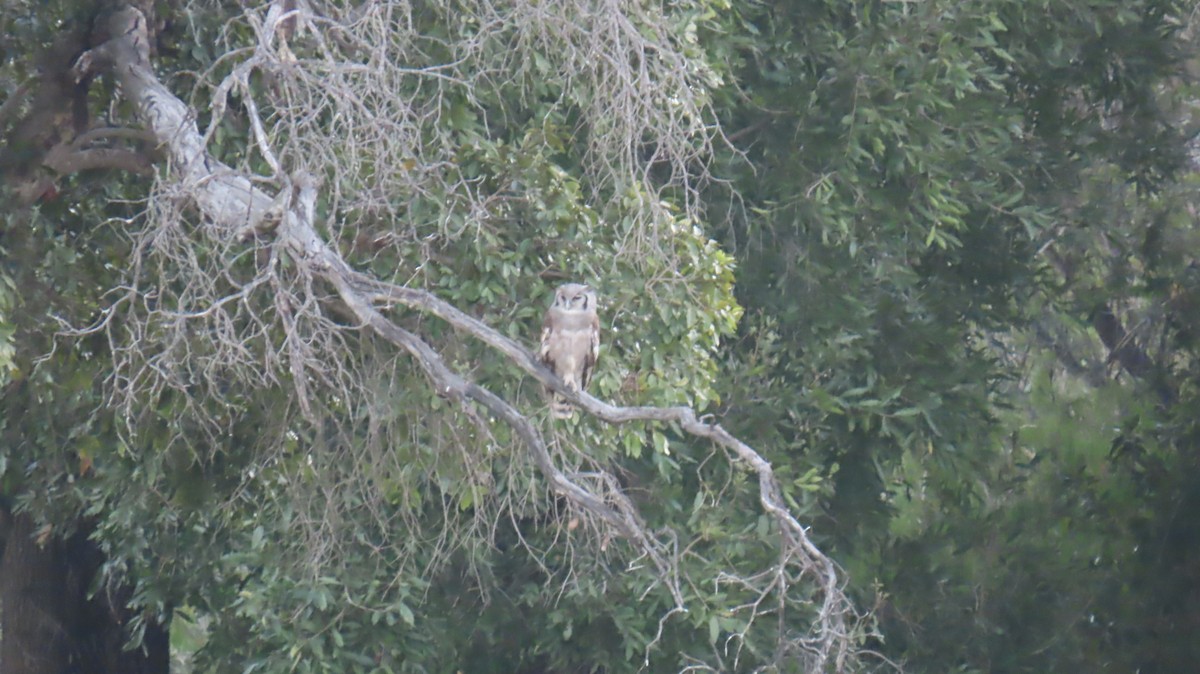 Verreaux's Eagle-Owl - ML620226037