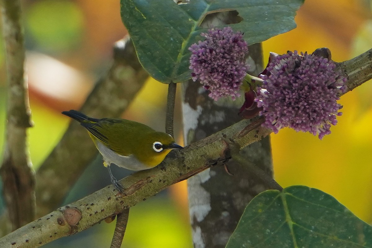 Hume's White-eye - ML620226039