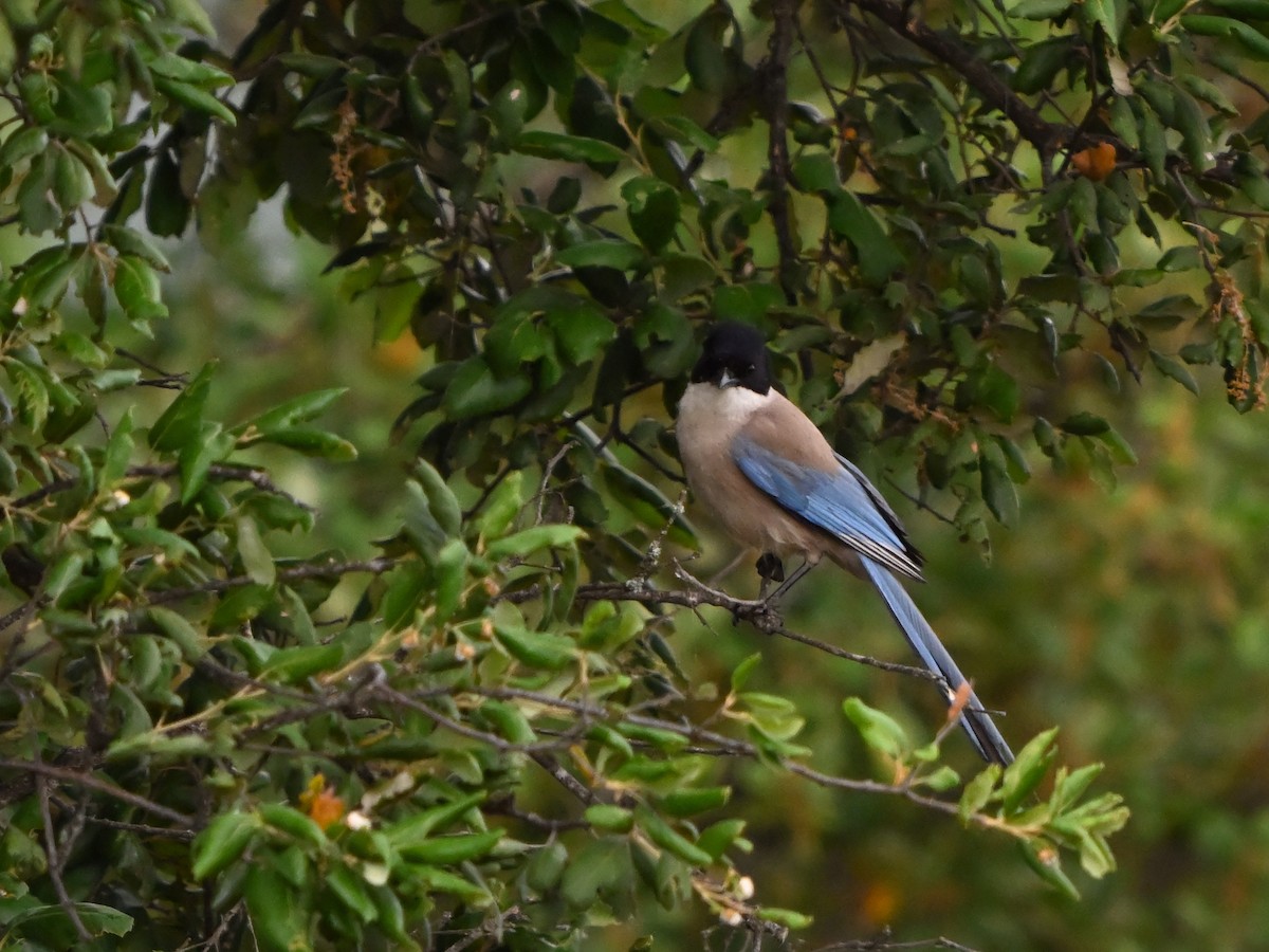 Iberian Magpie - ML620226042