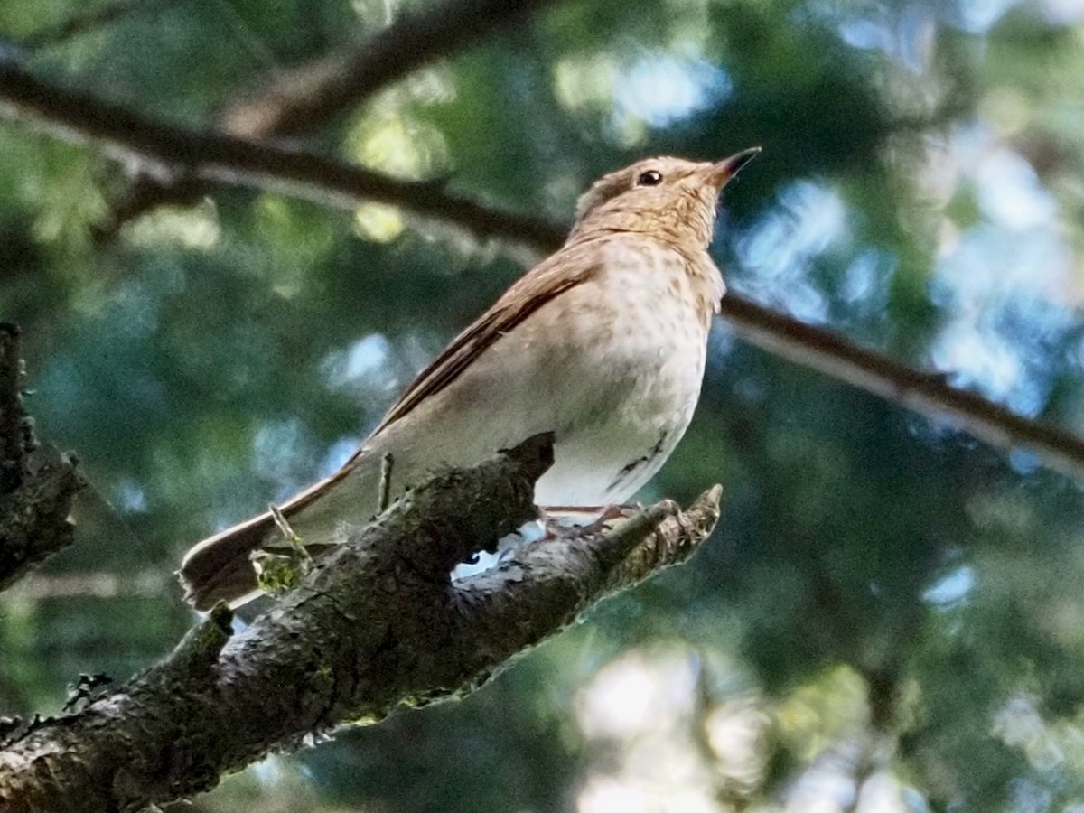 Swainson's Thrush - ML620226055