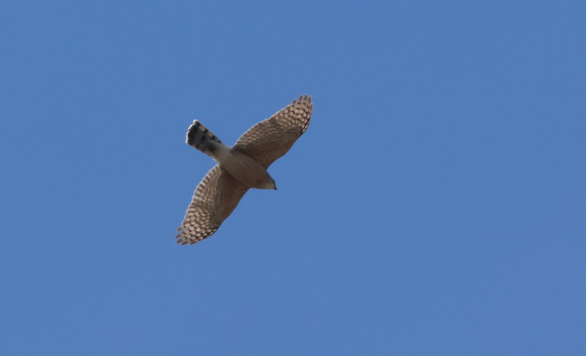 Sharp-shinned Hawk - ML620226058