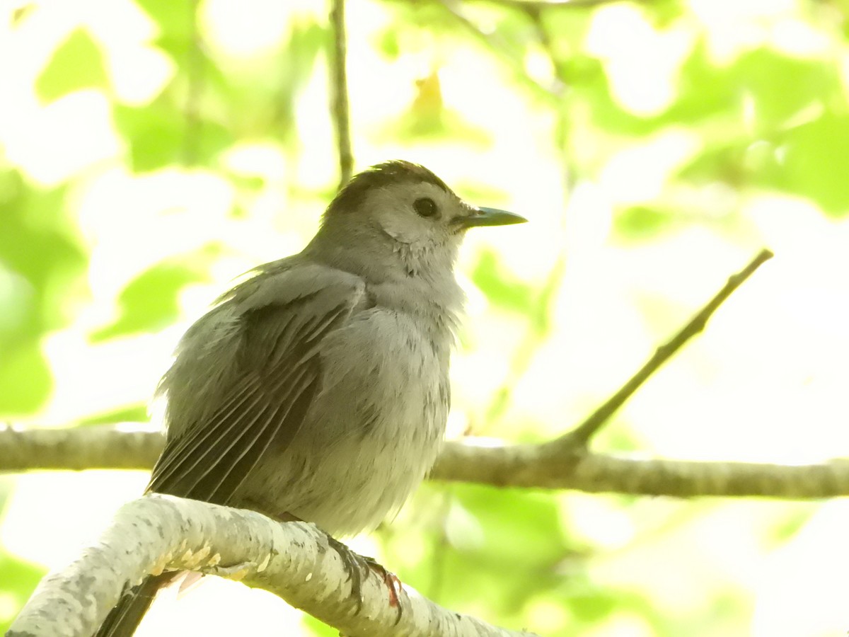 Gray Catbird - ML620226059