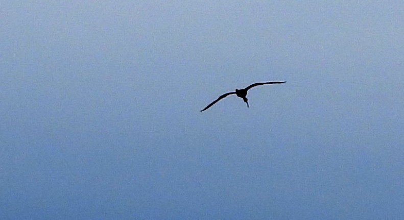 ibis hnědý - ML620226062